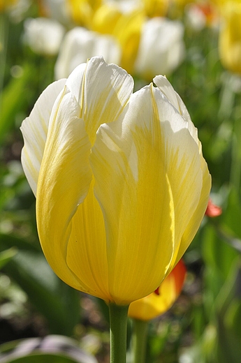 tulipan