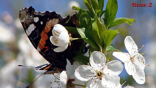 Motyl na kwitncej liwce