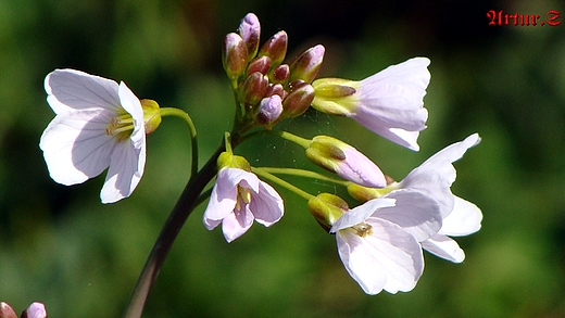 kowa Krlowa wiosenna