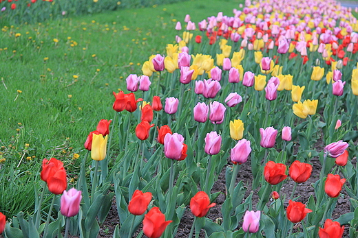 pole tulipanów