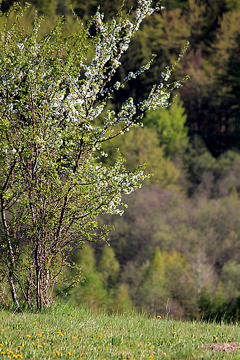 osiowa Dolina