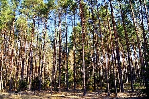 W Sieradowickim Parku Krajobrazowym