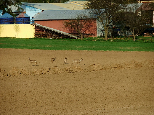 Sarny maopolskie