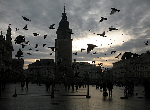 Ptaki - krakowski Rynek