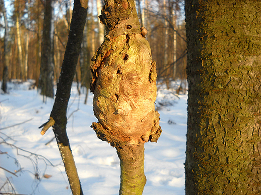 Narol na drzewie