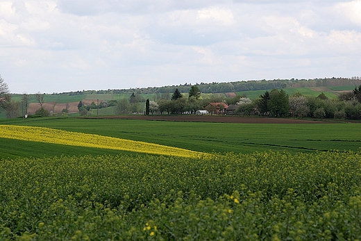 Wiosna w Polu