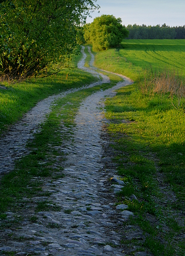 okolice Barlinka - Dzikowo