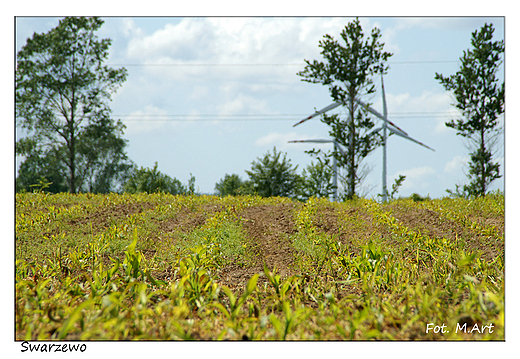 Swarzewo - pola kukurydzy i elektryczne wiatraki