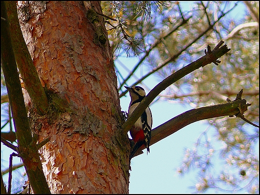 Dzicio duy  Dendrocopos major.