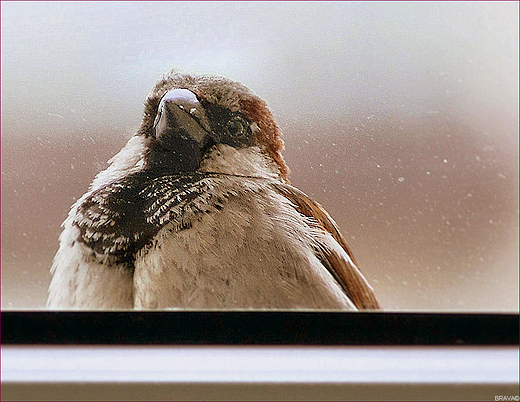 Ptaki....Ssiad: Stuk, stuk w  okienko...