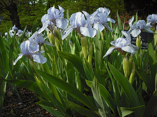 Warszawa. W Ogrodzie Botanicznym.