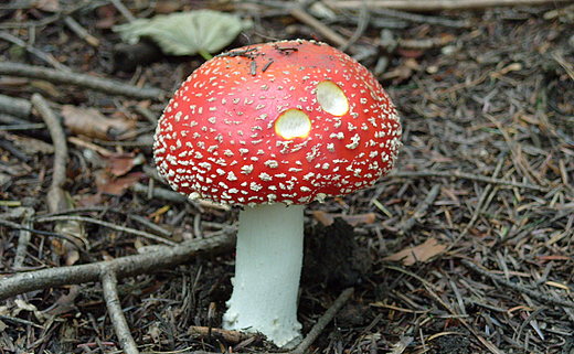 Muchomor czerwony - Amanita muscaria