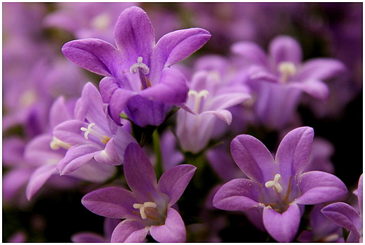 dzwonek rwnolistny campanula isophylla