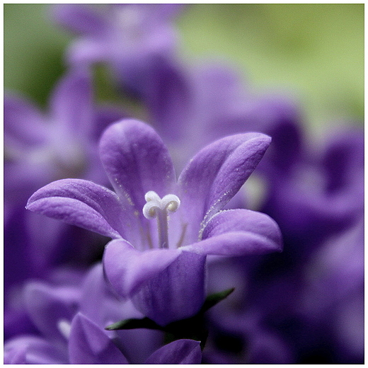 dzwonek campanula isophylla