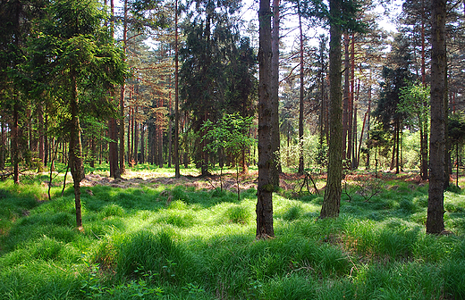 Las w okolicy Tychw.