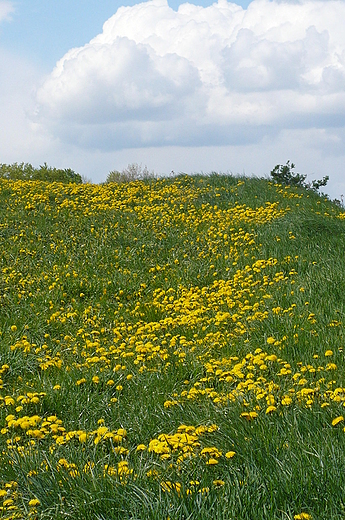 okolice Szafarni