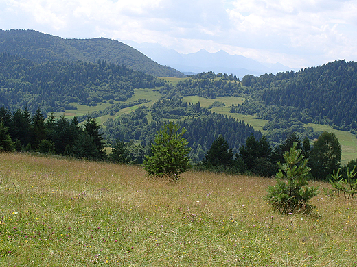 Zejcie z Palenicy - widok na Tatry