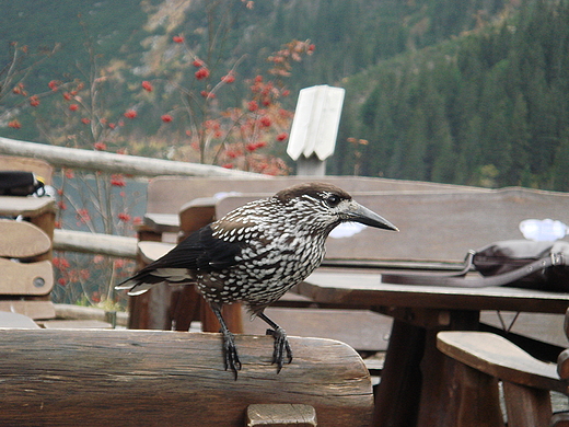 Czy co dostan? Morskie Oko