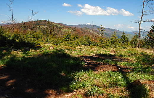 Widok na Beskid lski z Przeczy Salmopolskiej w Szczyrku.