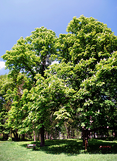 Nagowice. Fragment parku angielskiego.