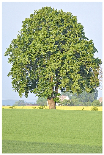 drzewo - takie zwyke