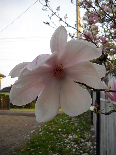 magnolia