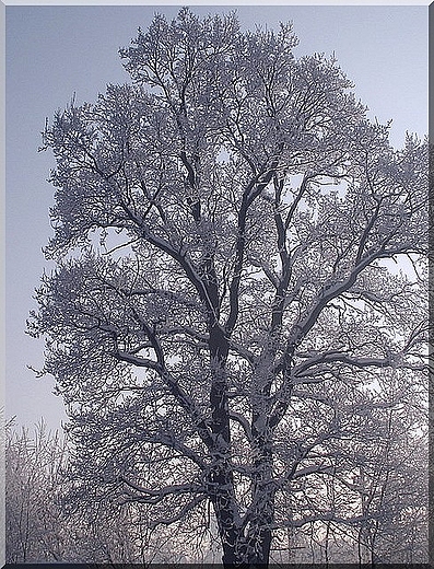 Pomnik przyrody w Kaju