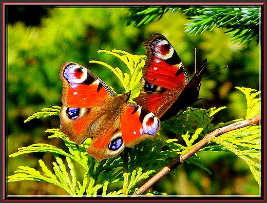 Motyle - Pawie oczko