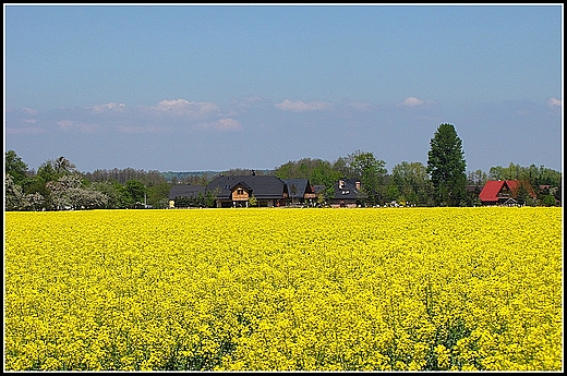 Rzepakowe pole.