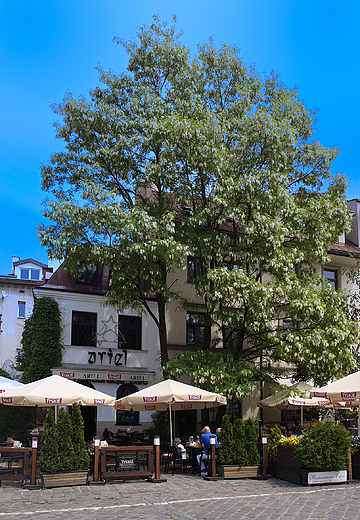 Krtakowski Kazimierz. Restauracja Ariel.