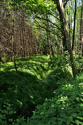 Las w okolicy Kobira.