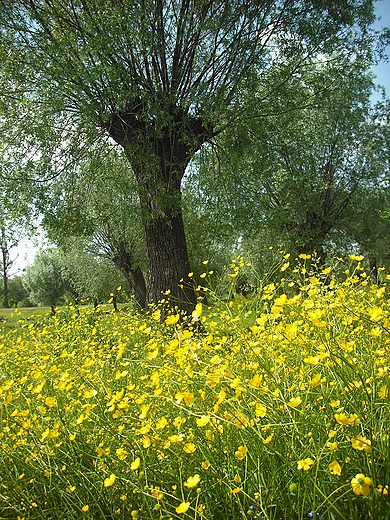 Szczypiorno. Nad Wkr.