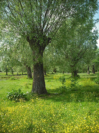 Szczypiorno. Nad Wkr.