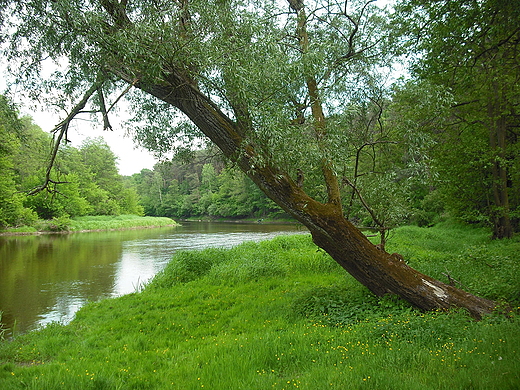 Szczypiorno. Nad Wkr.