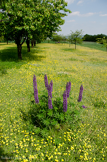 Okolice Krakowa