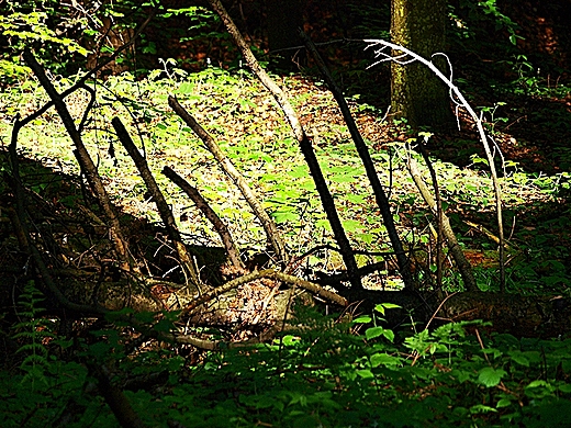 Roztoczaski Park Narodowy