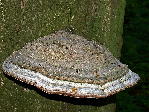 Roztoczaski Park Narodowy