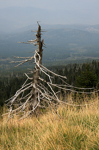 Karkonosze