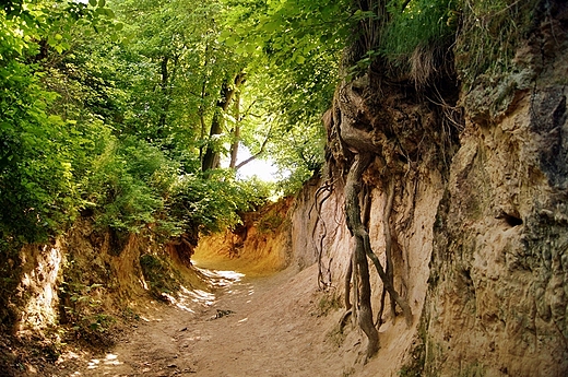 Korzeniowy D