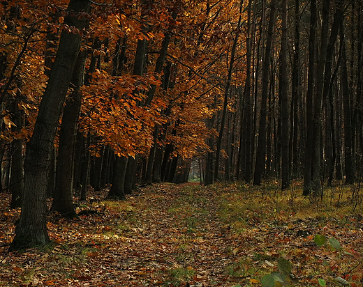 W puszczy Niepoomickiej