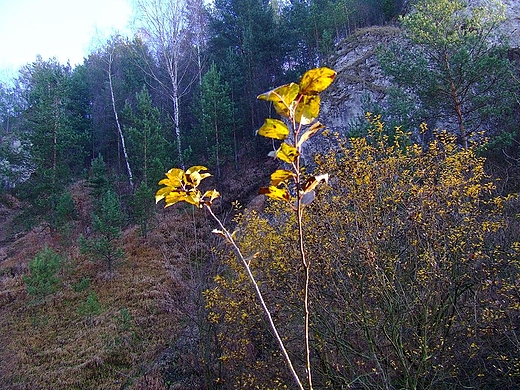 Jesie w Kobylaskiej dolinie