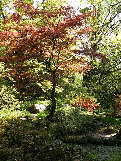 Ogrd dendrologiczny. Przelewice