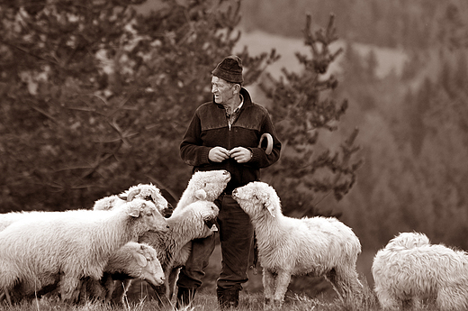 Wyprowadzenie owiec z kosza. Mae Pieniny