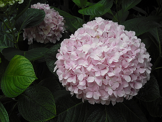 Warszawa. W Ogrodzie Botanicznym w Powsinie.