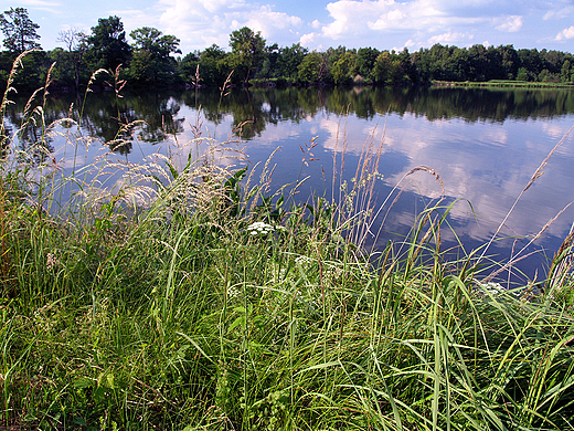 Staw Zabrzeszczak.