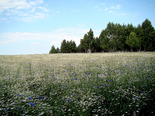 Gra Jawina - rumiankowe pole z modrakowym akcentem