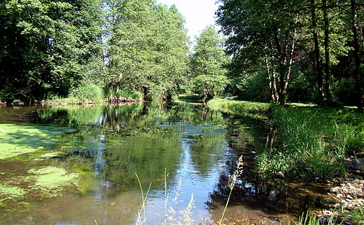 Wierna rzeka ososina