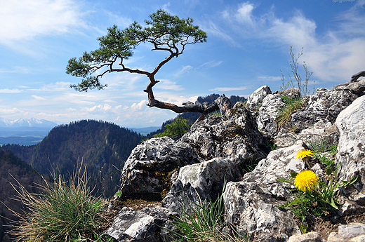 Na szczycie Sokolicy. Pieniny