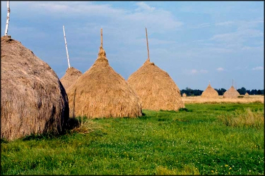 Kopy, ach te kopy - Roztoka