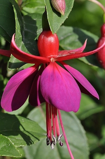 w ogrodzie botanicznym, fuksja